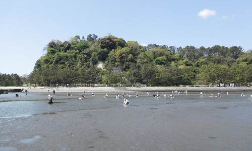 野島公園の干潟