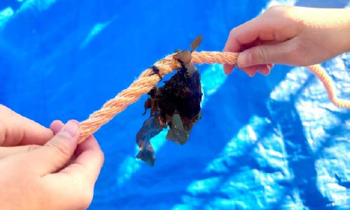 ワカメ植え付け体験の手元の様子