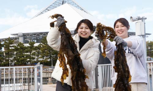 ワカメ収穫体験をしている笑顔の女性二人